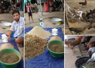 ស្តាប់បងប្រុសចែករំលែកពីវិធីធ្វើចំណីមាន់ដែលអស់ថោកបំផុត តែមានជាតិប្រូតេអ៊ីនខ្ពស់មិនចាញ់ចំណីពីទីផ្សារឡើយ ! កុំភ្លេចសាកធ្វើតាមផង !