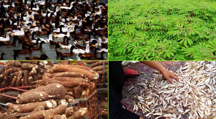 #វិធីផលិតចំណីទាពងពីធម្មជាតិ