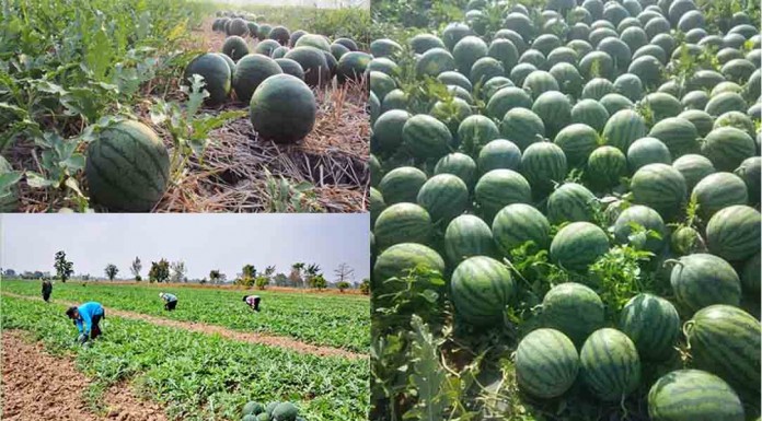 បើចង់ដាំឪឡឹក! មានវិធីសាស្រ្តដាំដុះដំណាំឪឡឹកឲ្យបានផ្លែច្រើន !!
