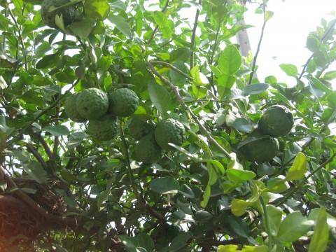 10351611_394834710694392_8338088467655239104_n