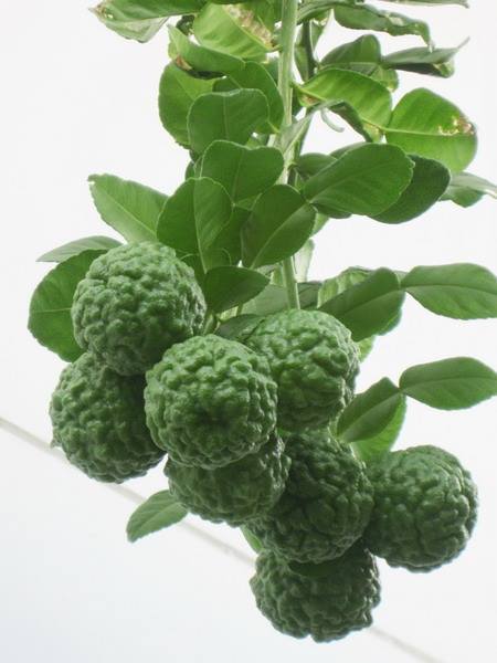 10959796_394834697361060_4216298873785453957_n