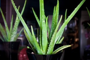 Aloe Vera plants in a florist's window.