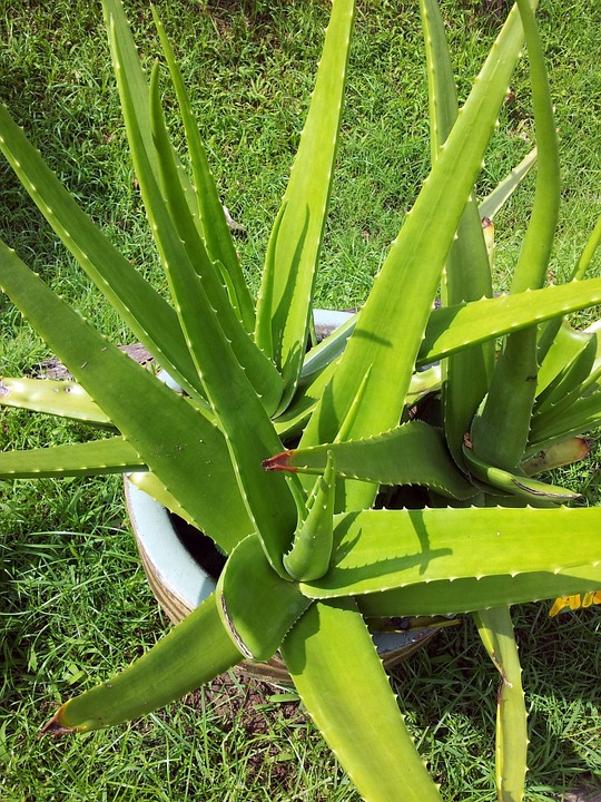 aloe-vera-314458_960_720