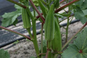 how-to-grow-okra-from-seed-easily-in-your-own-home