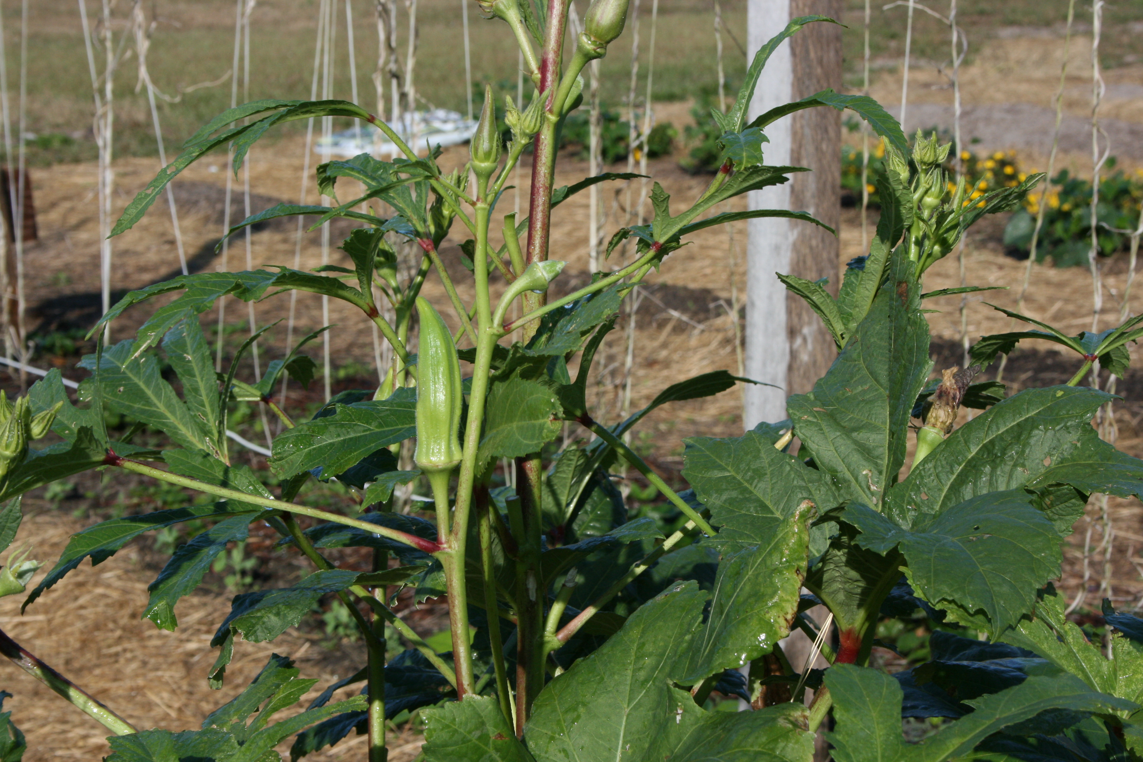 okra-growing