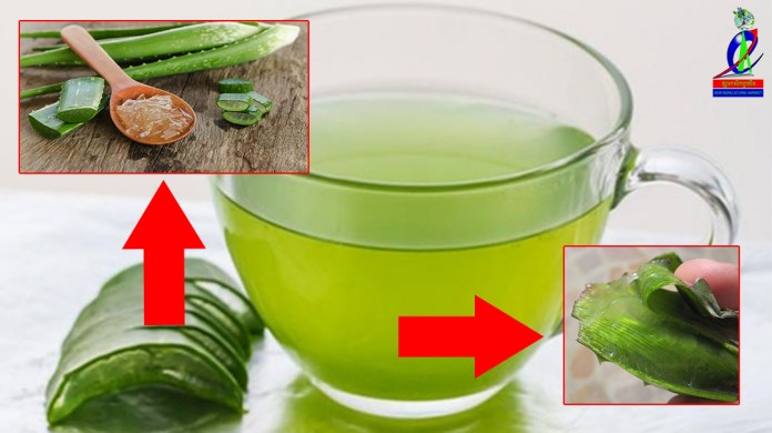 គុណប្រយោជន៍របស់ទឹកប្រទាលកន្ទុយក្រពើដែលអ្នកគ្រប់គ្នានឹកស្មានមិនដល់