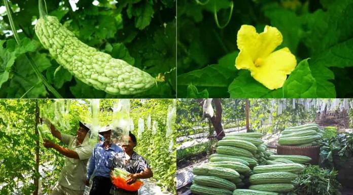 #វិធីដាំដុះដំណាំម្រះ