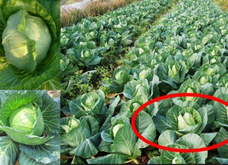 បច្ចេកទេសដាំដំណាំស្ពៃក្ដោប