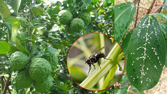 ផ្លែក្រូចសំលាប់សត្វល្អិត