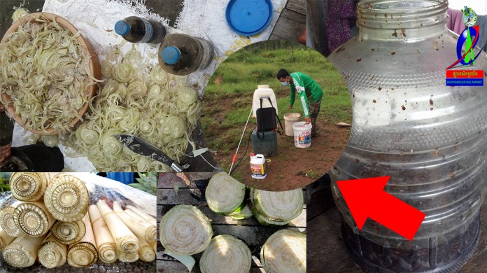 #វិធីផ្សំថ្នាំពុលពីធម្មជាតិសម្រាប់កំចាត់ស្មៅមានប្រសិទ្ធភាពខ្ពស់!