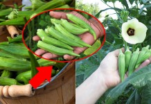 អត្ថប្រយោជន៍នៃពោតបារាំង ឬអូក្រា