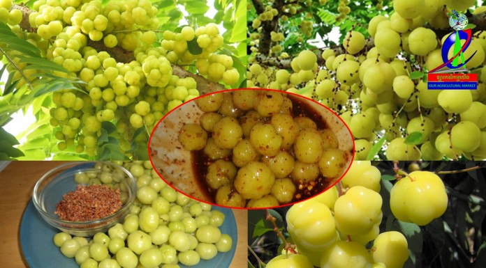 អត្ថប្រយោជន័នៃផ្លែកន្ទួត!!!