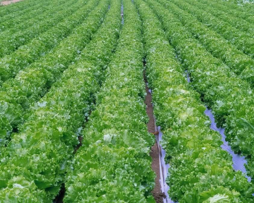 10456830_2027350870738957_6563888965897437169_n