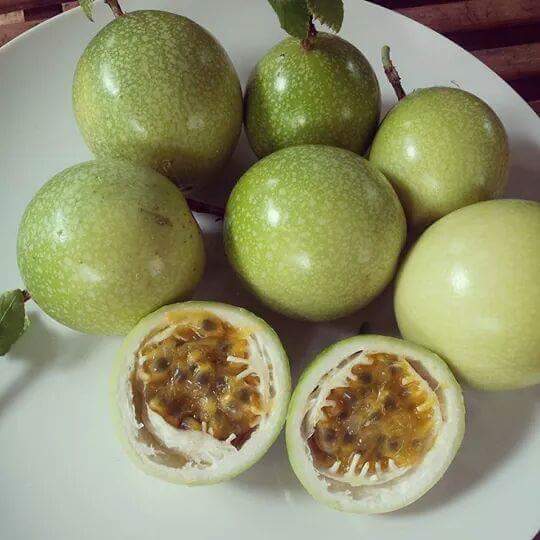 11220876_522828724533945_1233926677370009245_n