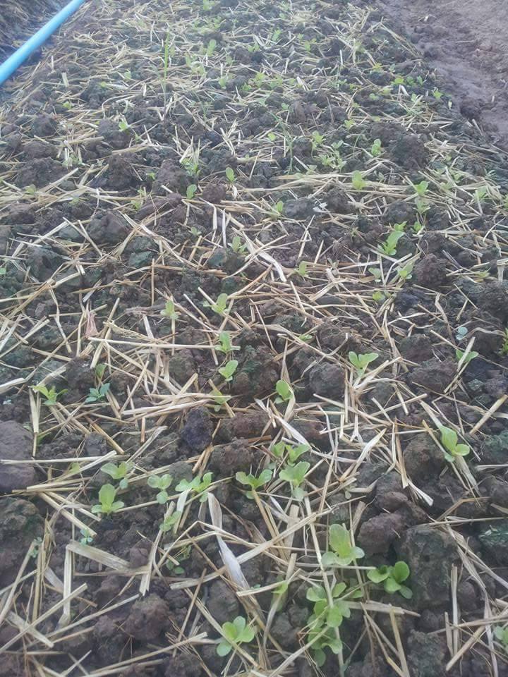 11703179_2089489107858466_7651091888172865099_n