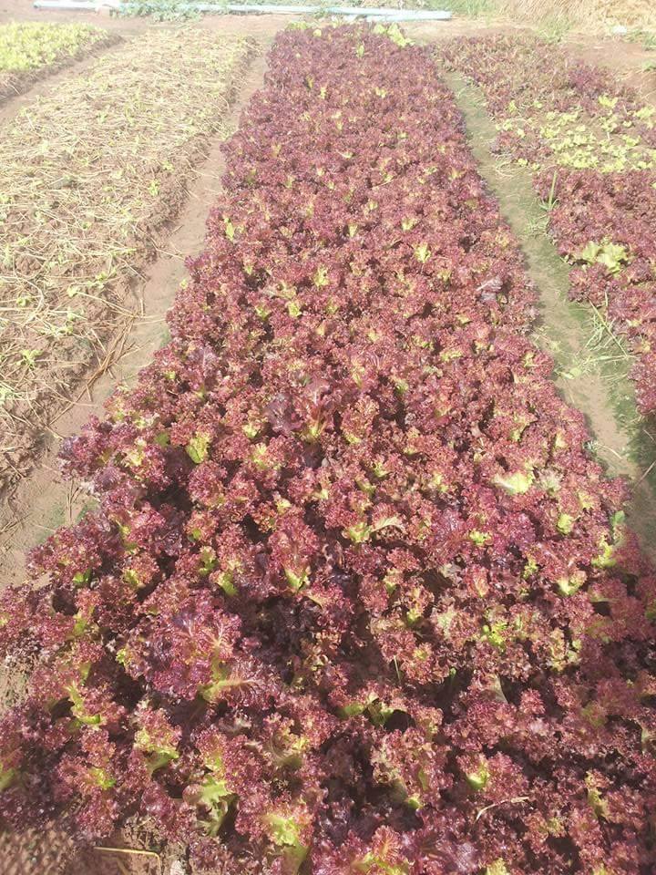 11742870_2089489521191758_2448008071737432021_n