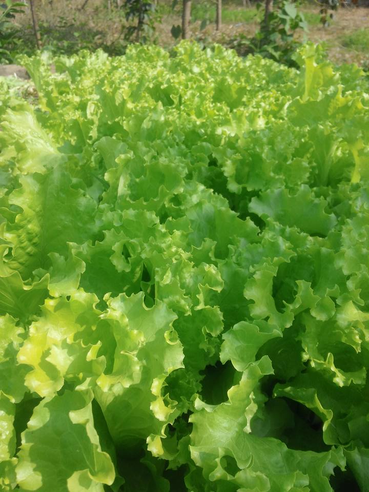 12650940_540783896090855_282525751518407600_n