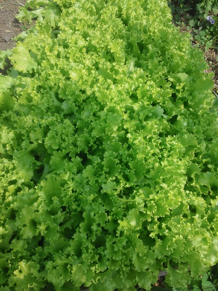 12670193_540783799424198_1733354789974493779_n