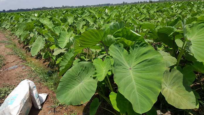 13233105_1073921019342406_8351875495379913317_n