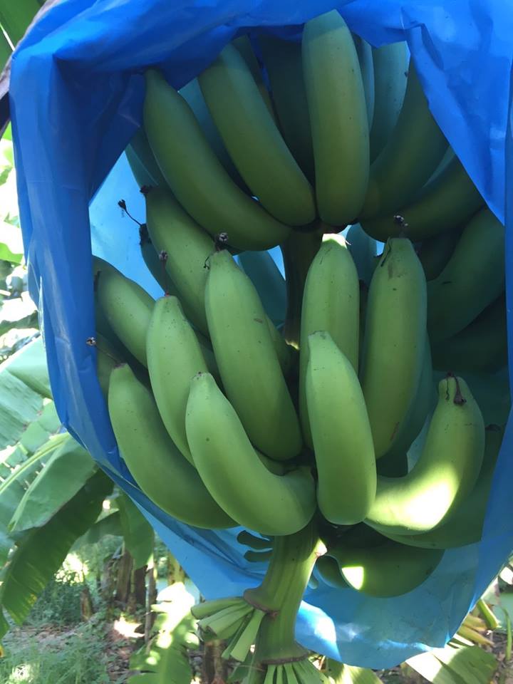 13654396_1040795005997927_6411117859166023315_n