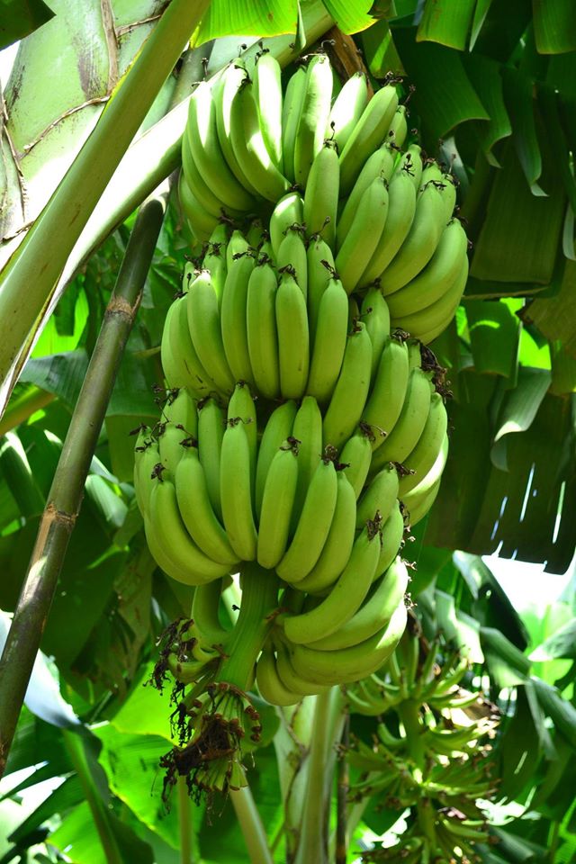 13680255_1040795129331248_781533754658020433_o