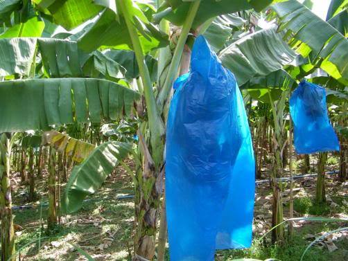 13697206_1242938149084521_2603472250843811974_n