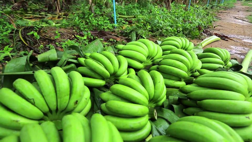 13769624_1242953082416361_510645612571204509_n