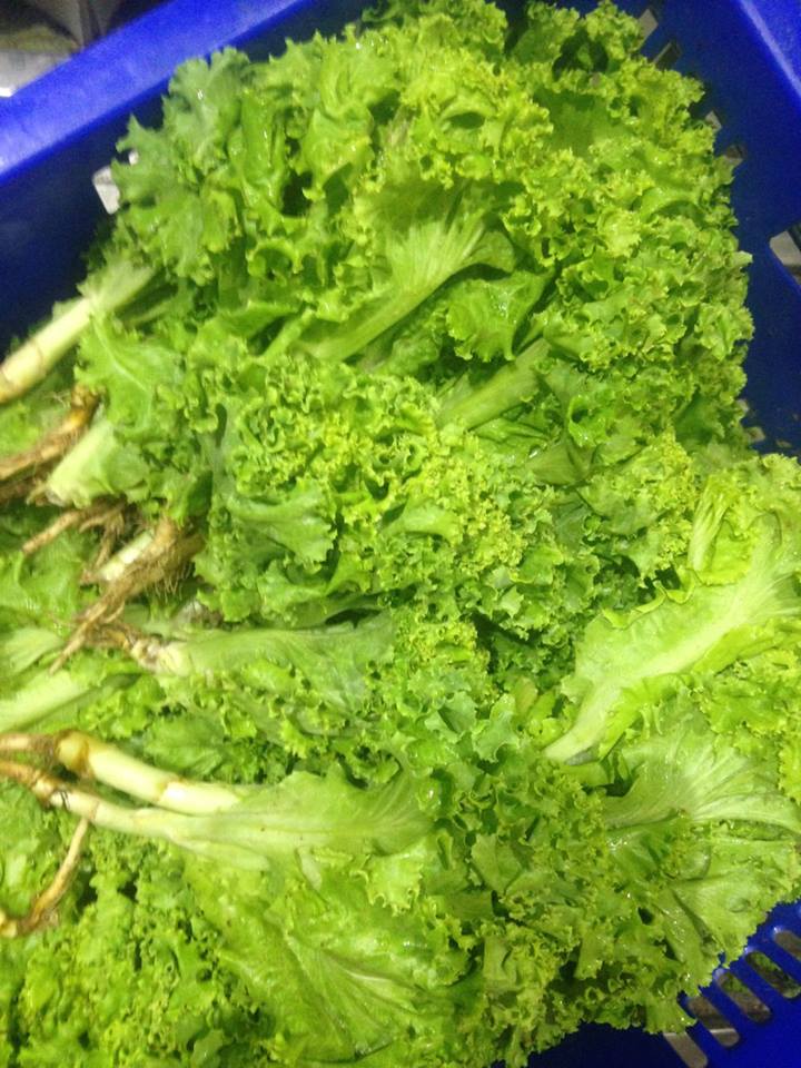 14051561_877301139081550_8794470619913690575_n