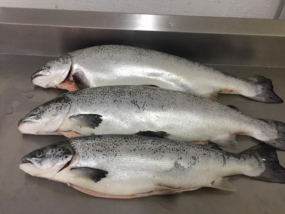 16807432_733578150143198_2594300558347316225_n