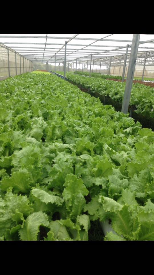 18221895_1415437661850910_1397858733351725965_n