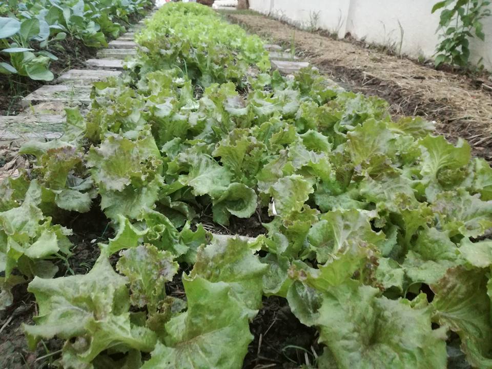 18950923_1385132431553354_4270787120391560101_n