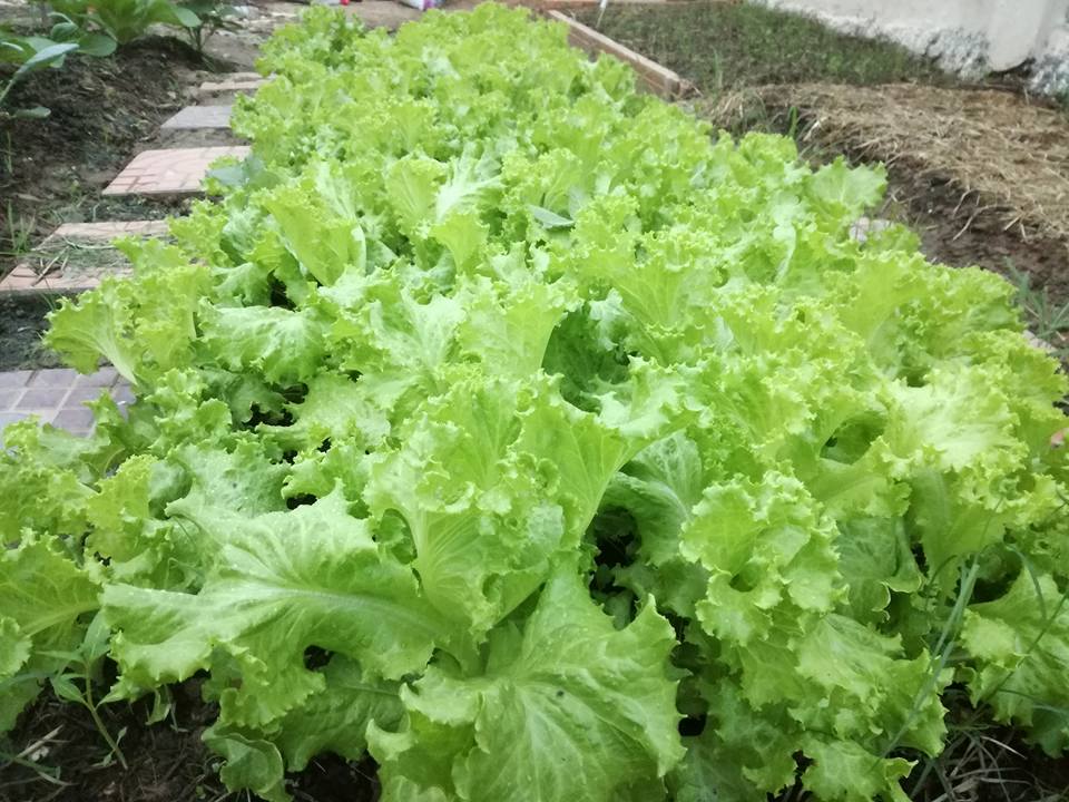 18952917_1385132414886689_8685779947434181822_n (1)