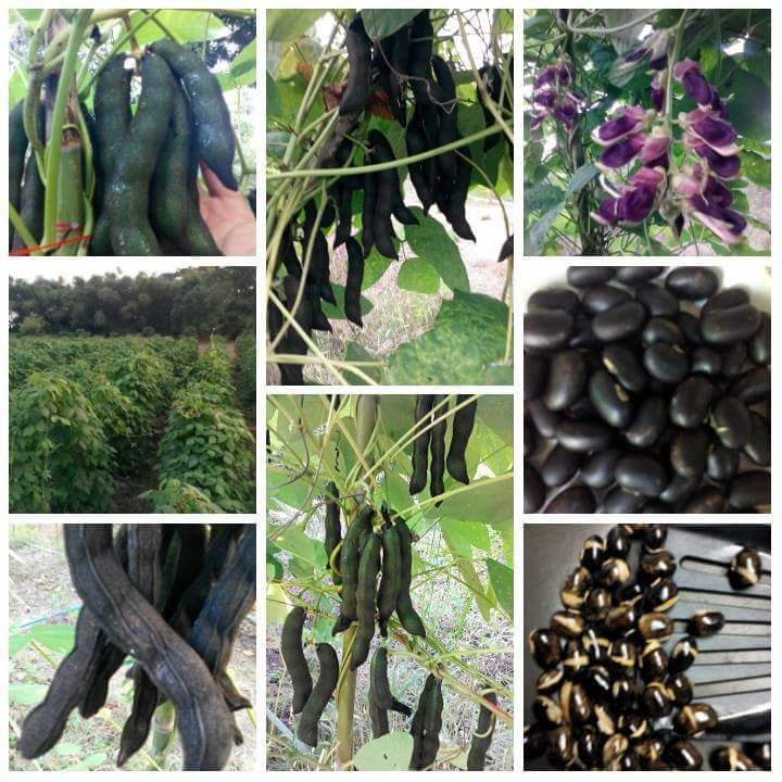 22552719_292288564604152_3332682224519643020_n