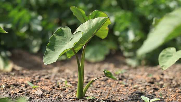 435514854-taro-plant-yaizu-seedling-soil