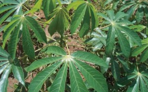 CASSAVA PLANT6