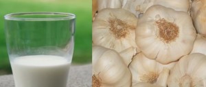 GARLIC MILK