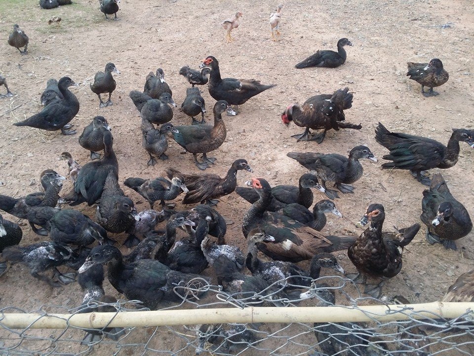 WhatsApp Image 2017-05-06 at 12.14.36