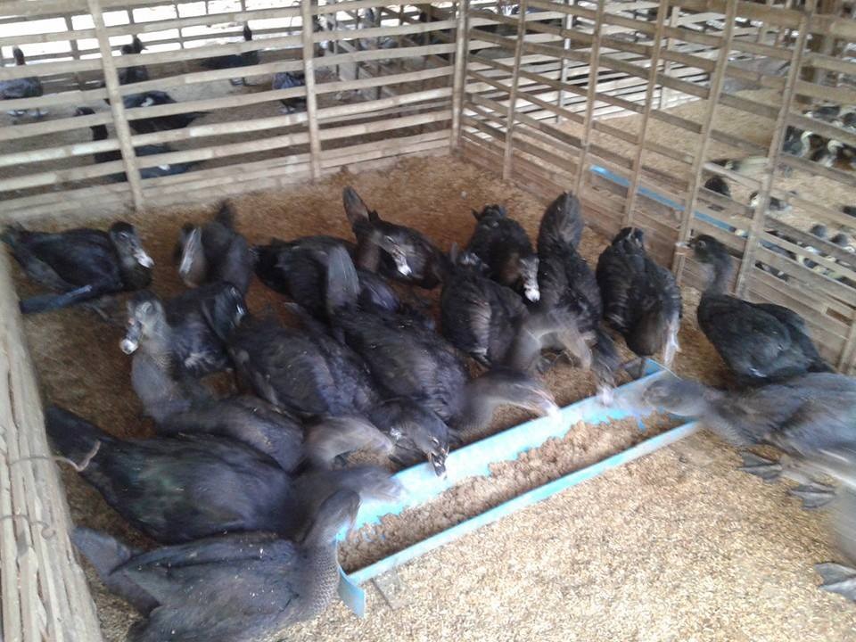 WhatsApp Image 2017-05-06 at 12.14.38(1)