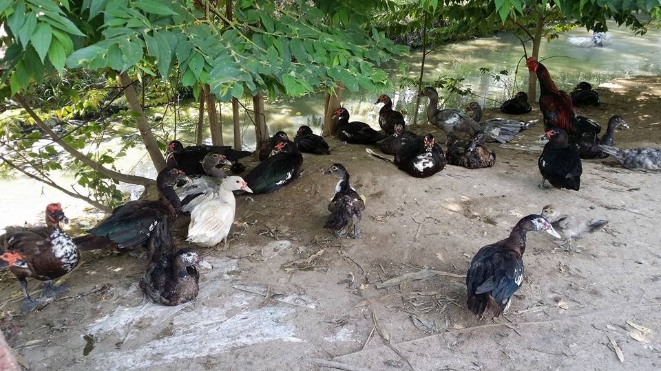 WhatsApp Image 2017-05-06 at 12.14.39