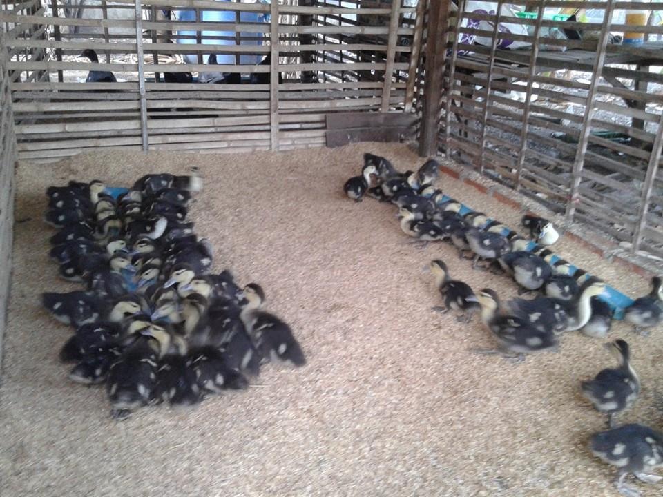 WhatsApp Image 2017-05-06 at 12.14.41