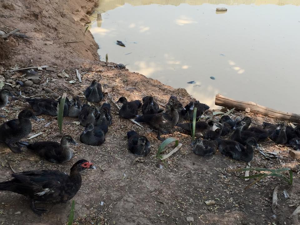 WhatsApp Image 2017-05-06 at 12.14.48