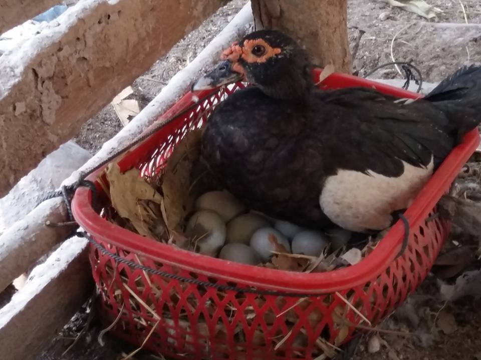 WhatsApp Image 2017-05-06 at 12.14.59