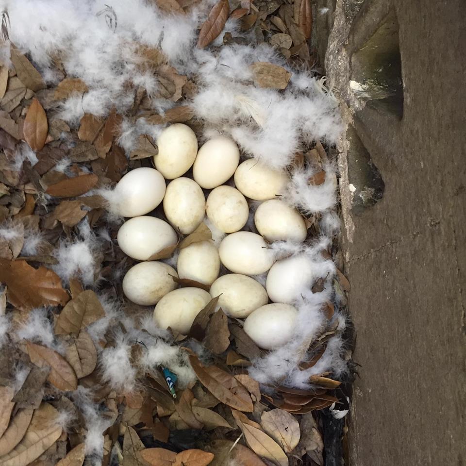 WhatsApp Image 2017-05-06 at 12.15.00