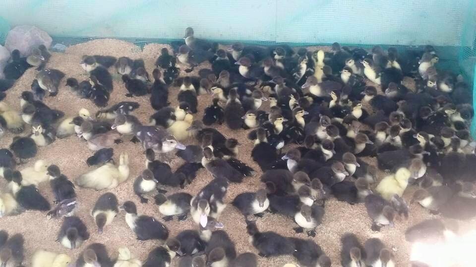 WhatsApp Image 2017-05-06 at 12.15.02