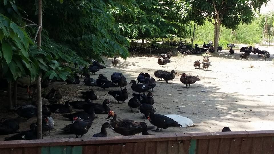 WhatsApp Image 2017-05-06 at 12.15.23