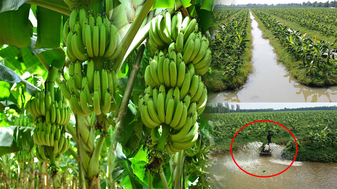 ដំណាំចេក