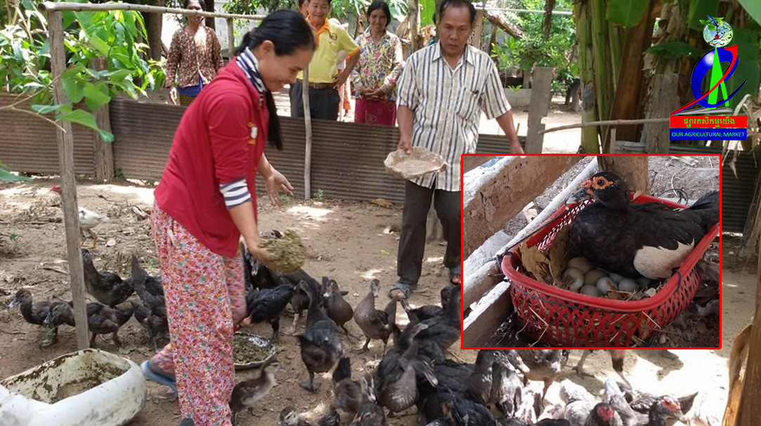 ទាកាប៉ា