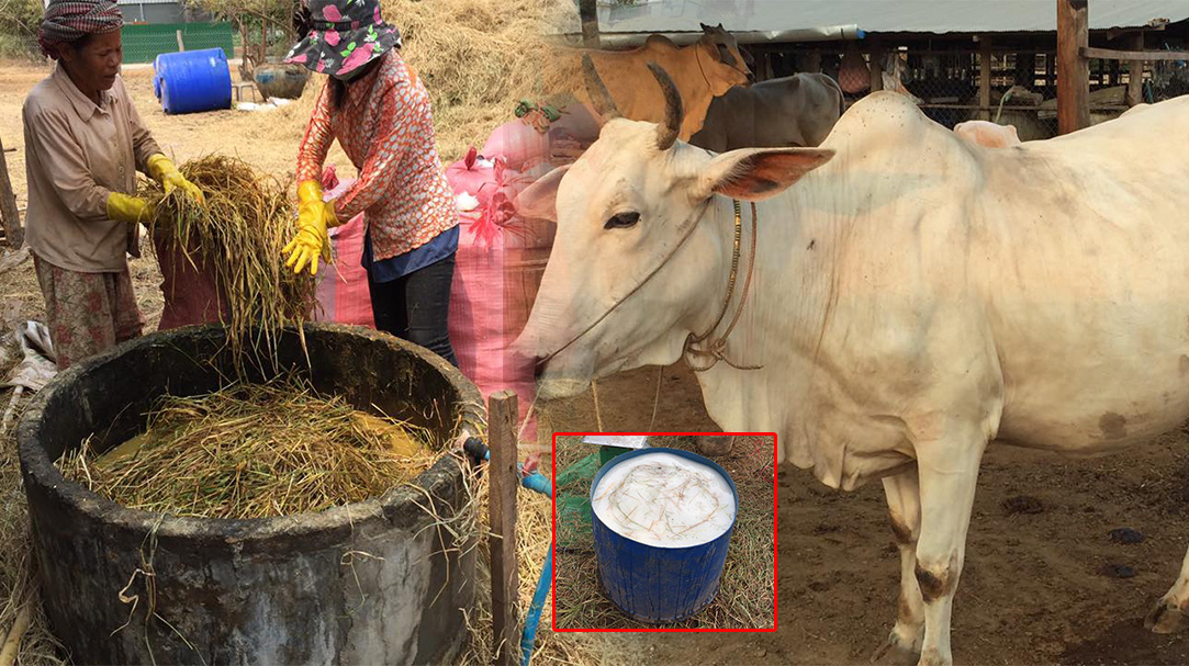 ផ្អកចំបើង