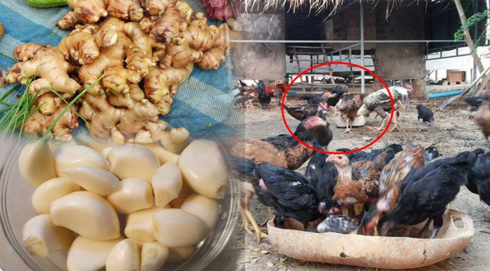 វិធីថែរក្សាការពារមាន់ពីជម្ងឺផ្សេងៗនៅរដូវវស្សាដែលមានអាកាសធាតុត្រជាក់ និងភ្លៀងញឹកញាប់