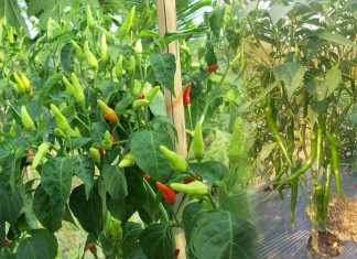 បច្ចេកទេសក្នុងការដាំម្ទេសឲ្យបានផ្លែច្រើន និងដើមទាប